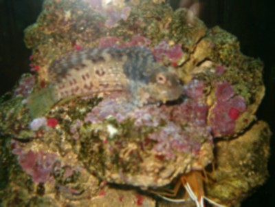 blenny.jpg