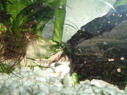 loach01.jpg