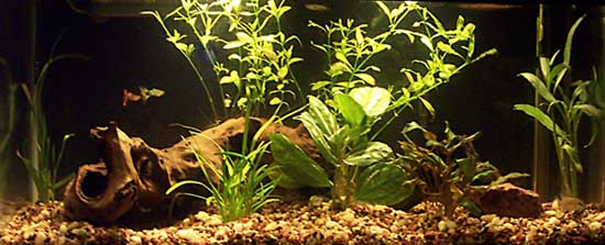 20gal3.jpg