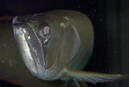 arowana2.jpg arowana2.jpg