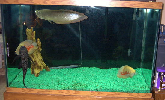 tank 5.jpg