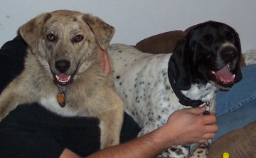 dopeydogs.jpg