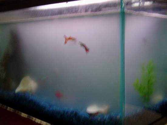 uginoaquarium.jpg