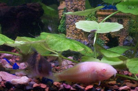 2corys.jpg