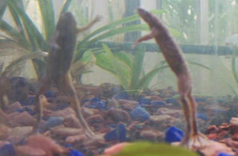 frog.jpg