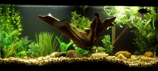 gill_tank_1-001.jpg