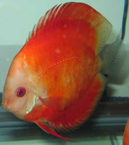 discus_rm_11_web.jpg