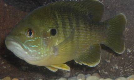 Perch Good Smaller1.jpg