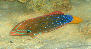 bestwrasse1.jpg bestwrasse1.jpg