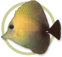 scopas_tang.jpg