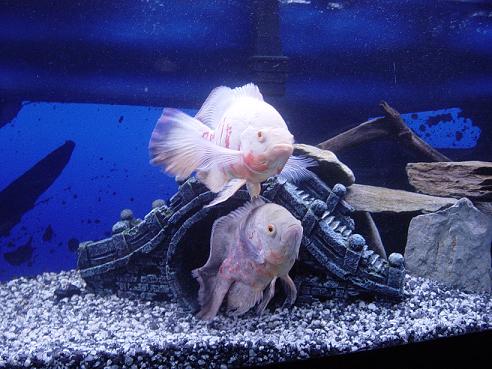 Oscar Madness 125gallon.JPG