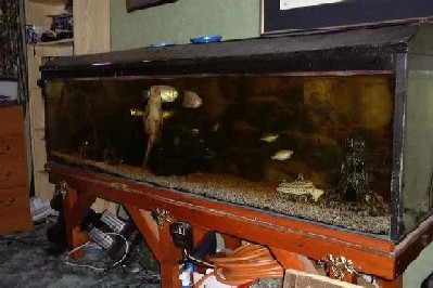 fishtank.jpg