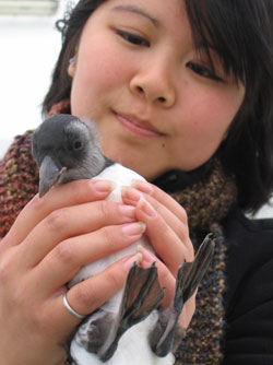 puffling.jpg