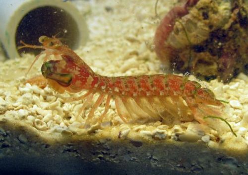 mantis_2785_sm1.jpg