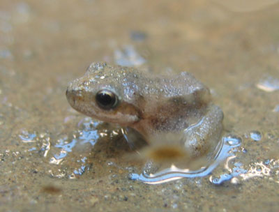 froglet.jpg