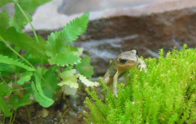 frogletonmoss.jpg