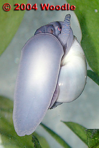 Mystery-Snail-Gray-1668.jpg Mystery-Snail-Gray-1668.jpg