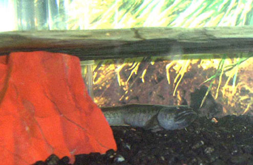 fish 005 Cropped web resized.jpg