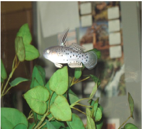 goby 001.jpg
