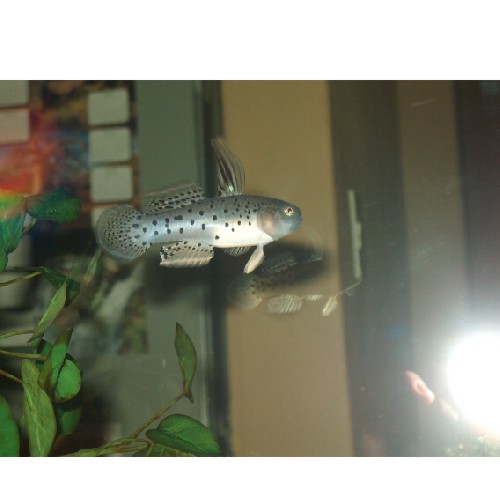 goby 002.jpg