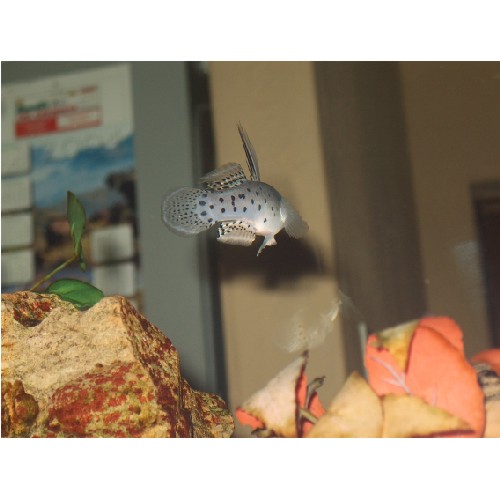 goby 003.jpg