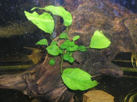 narrowleaf2.jpg