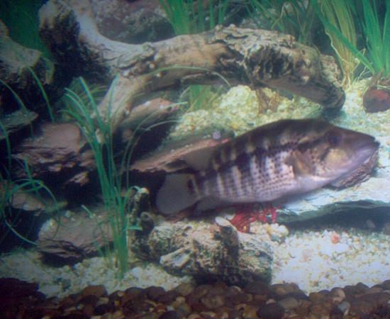 fish.JPG