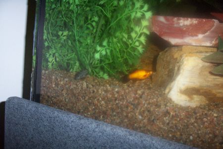 coryplaty.JPG