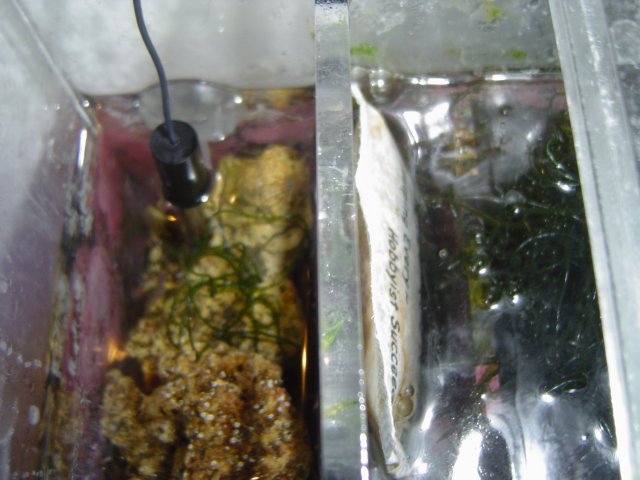 tank2 (40).jpg