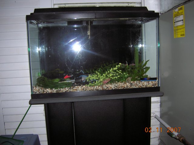 fish 008.jpg