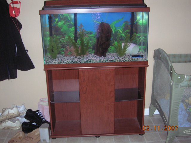 fish 011.jpg