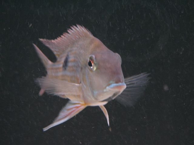 black throat2.JPG