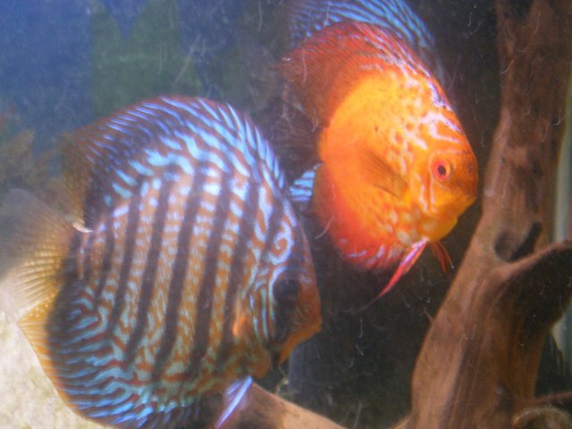 2007_0204fish0050.jpg