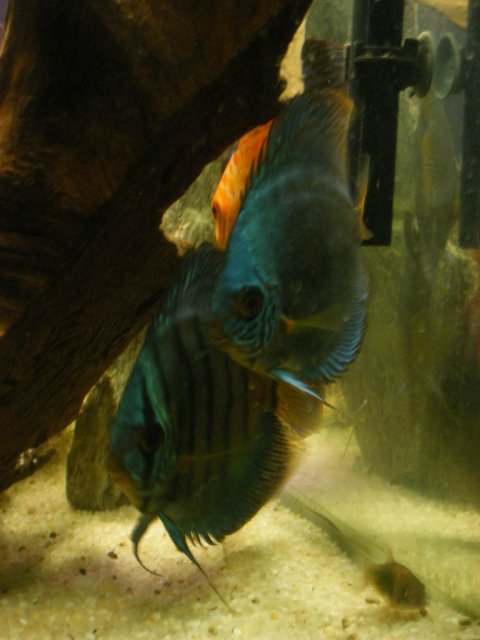 2006_1106fish0107.jpg