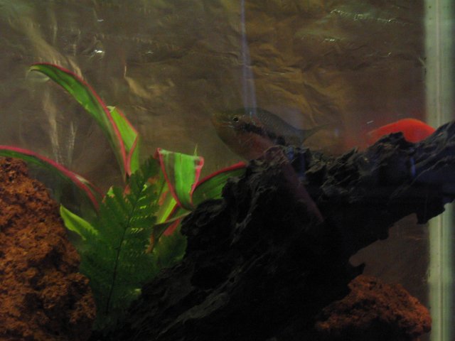 Aquarium 004.jpg