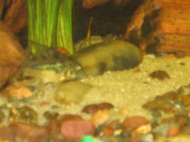 FISH! 006.jpg