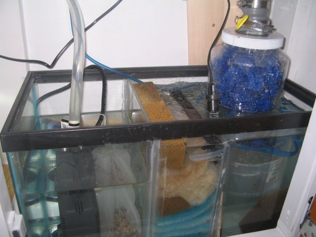 new fishtank 011.jpg new fishtank 011.jpg