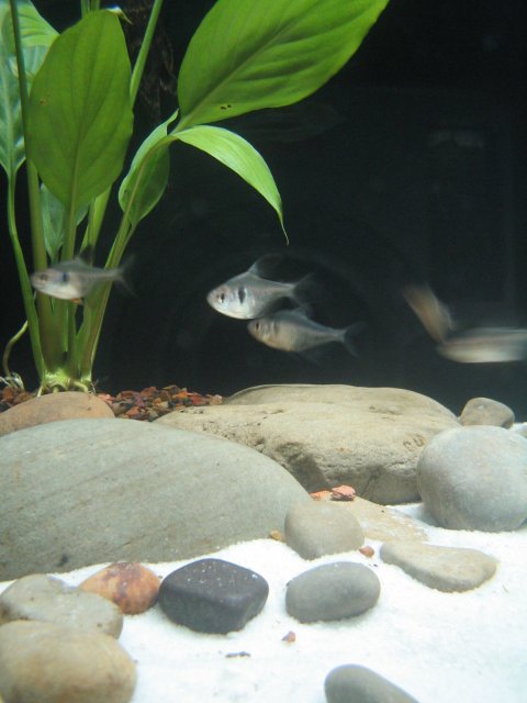 new fishtank 017.jpg new fishtank 017.jpg