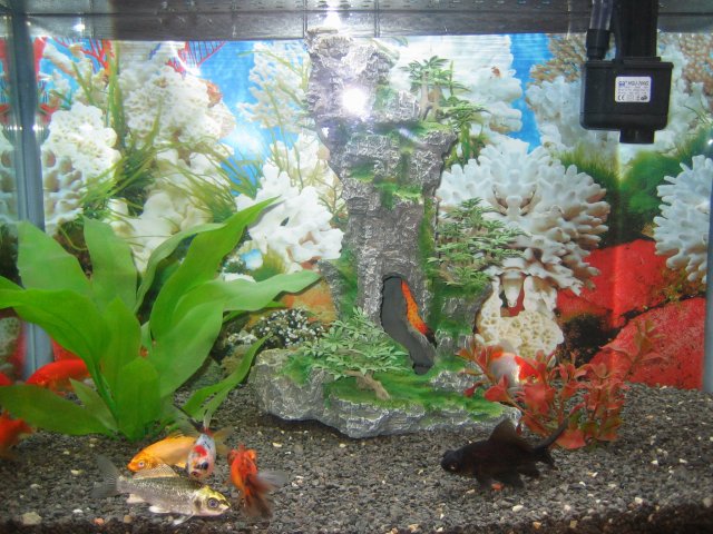 aquarium.jpg