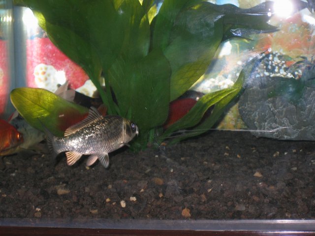 fish-1.jpg