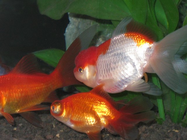fish-2.jpg