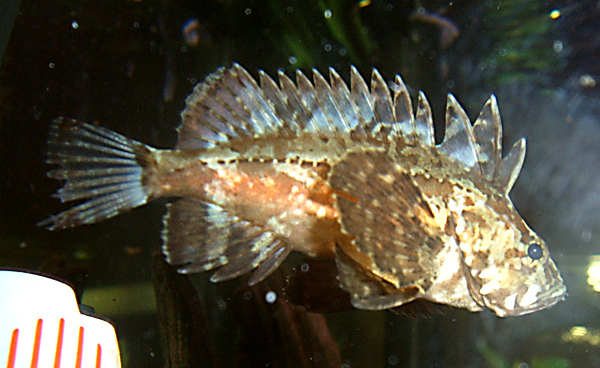 grouper.jpg