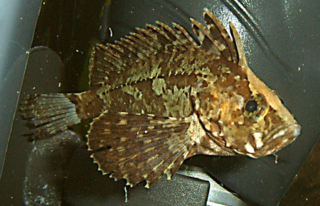 grouper2.jpg
