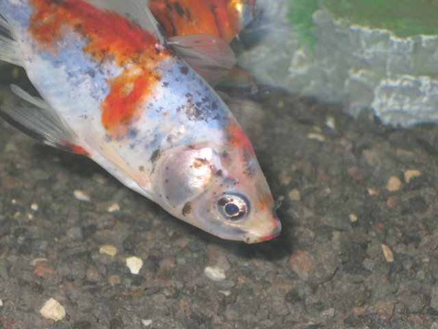 koi.jpg