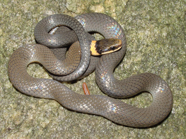 ringneck.jpg