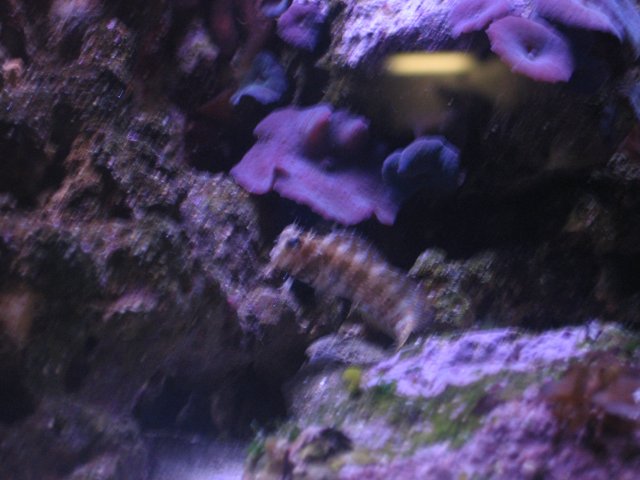 Benny the Blenny.jpg