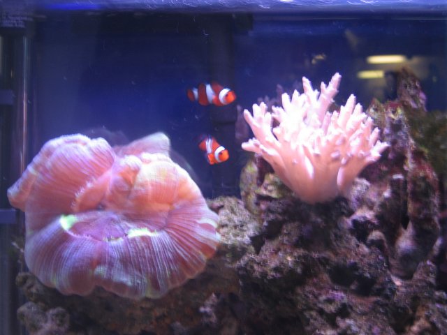 Brain Coral.jpg