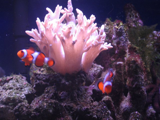 Branch coral.jpg