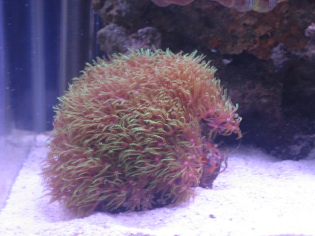 Green Star Polyp.jpg