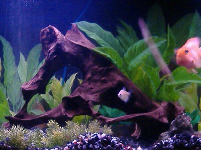 2006_12071200x16000070.JPG